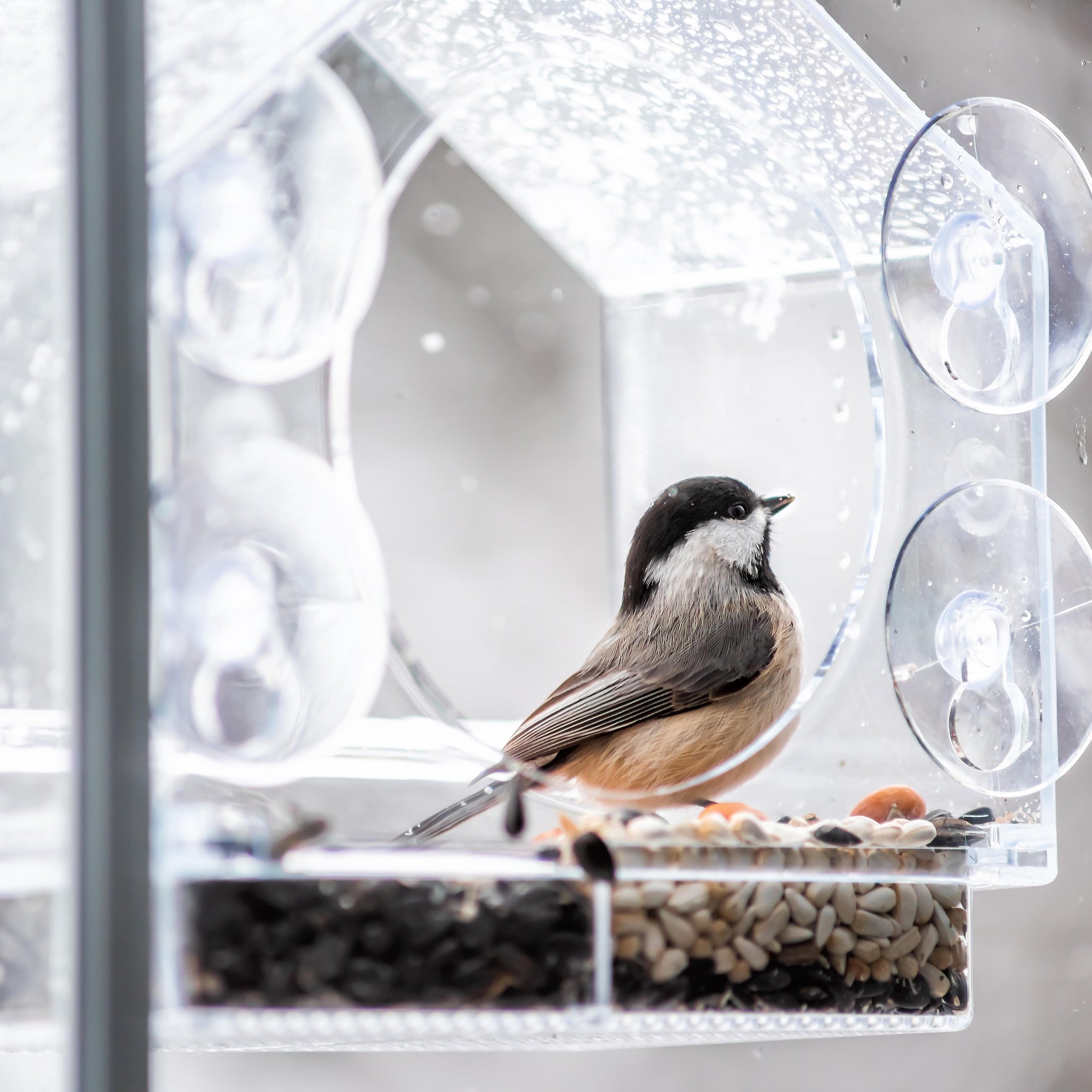 stick to window bird feeder