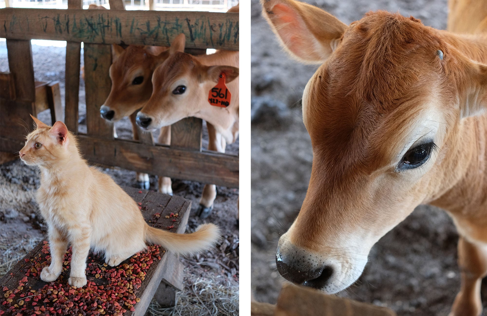 Straight To The Source: Southern Oaks Jersey Farm