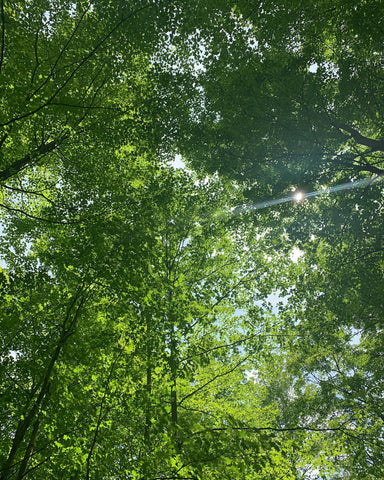 Image of a canopy of green, leafy trees with blue sky and sunshine peeking through.  