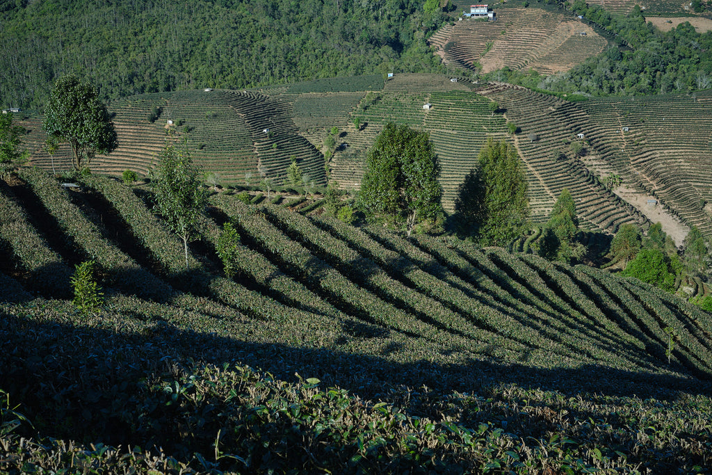 tea gardens in yunnan