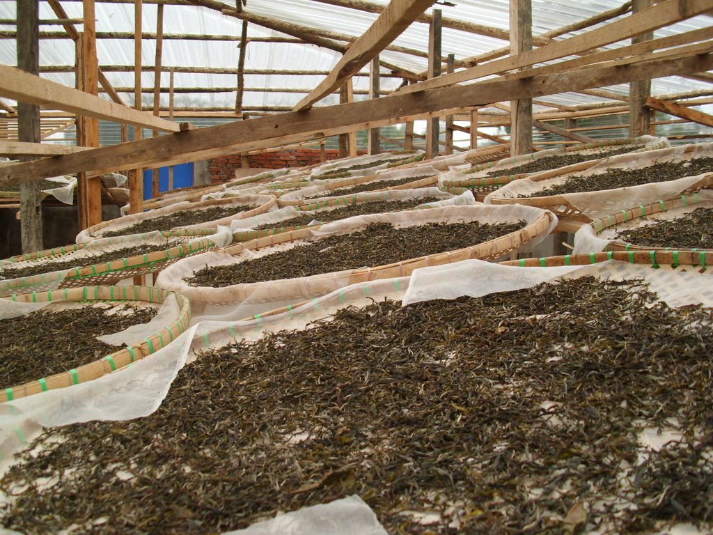 puerh tea drying on bamboo mats in banpen