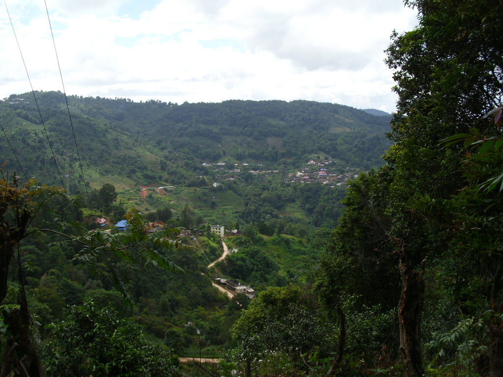 nannuo mountain in 2010