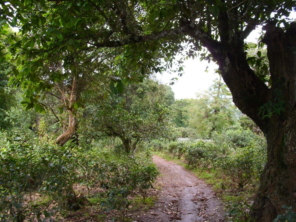 puerh tea gardens in nannuo mountain