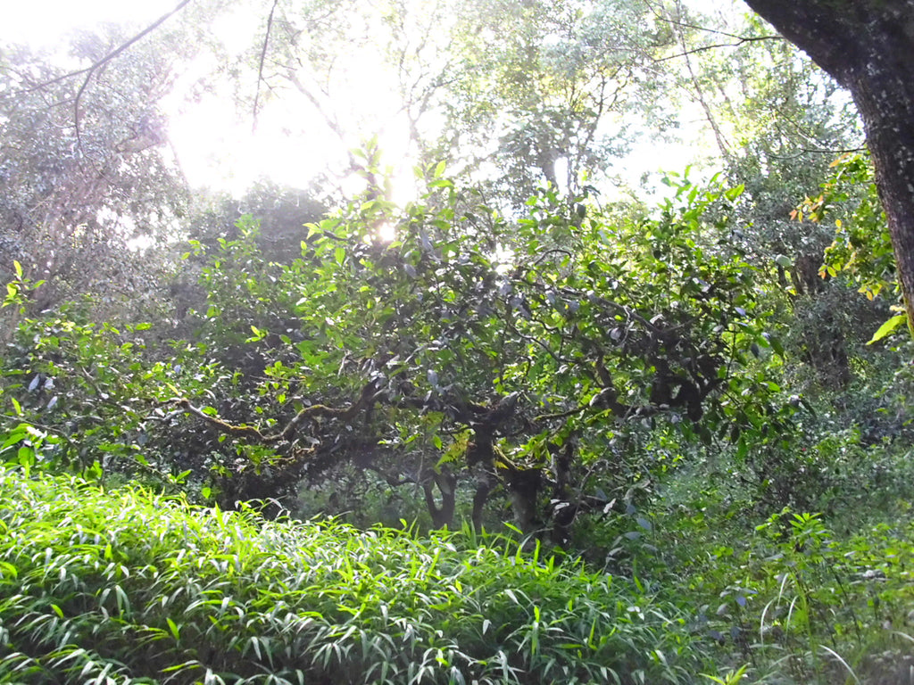 ancient tea trees on nannuo mountain