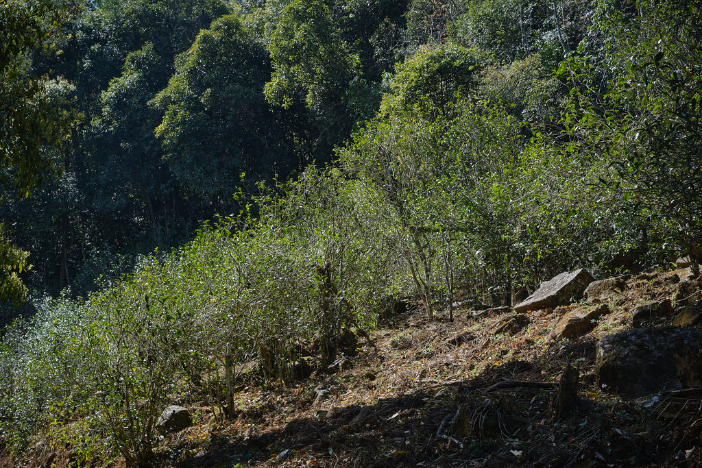 forested tea gardens in jinggu