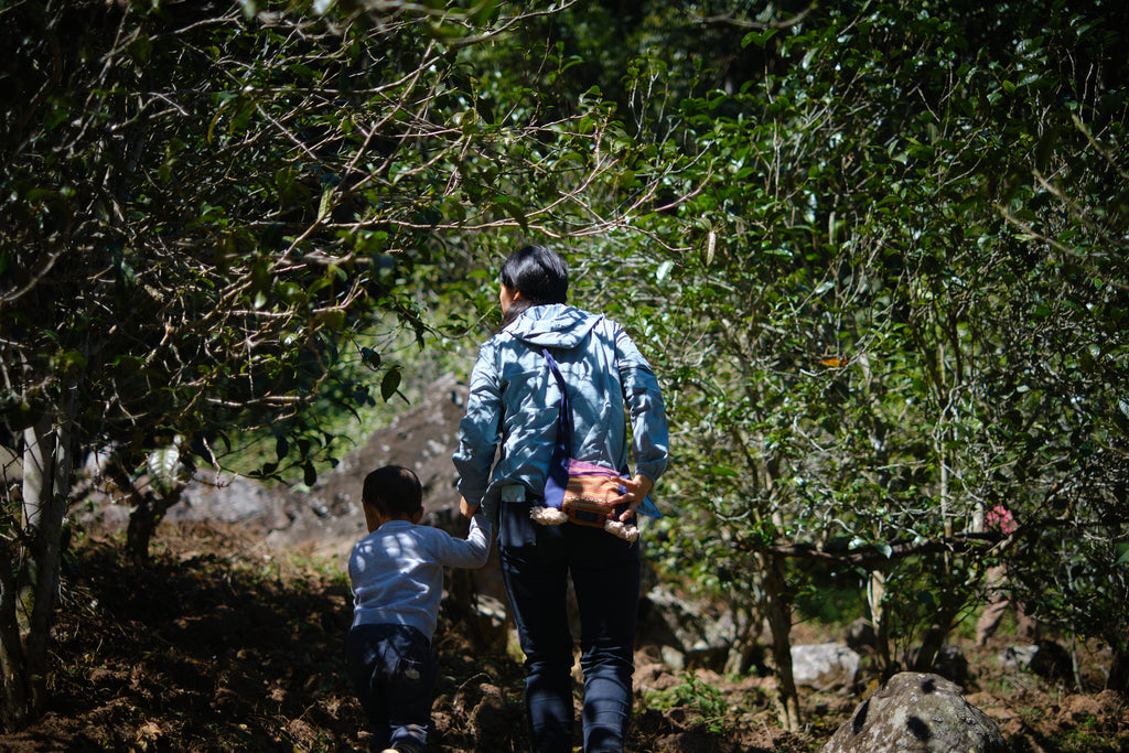 yubai and lucas walking through the tea forest