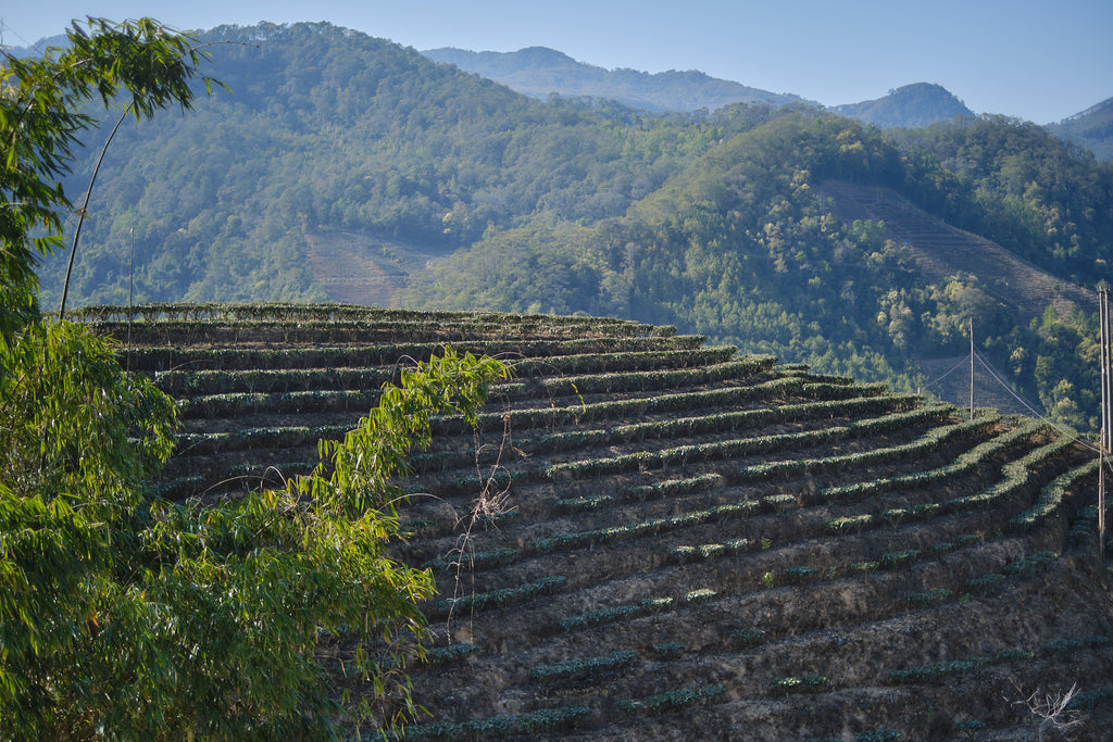 taidi plantation in jinggu