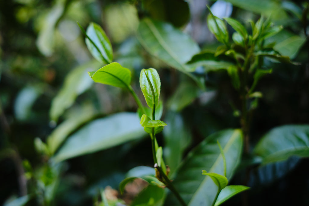 sprouting tea buds