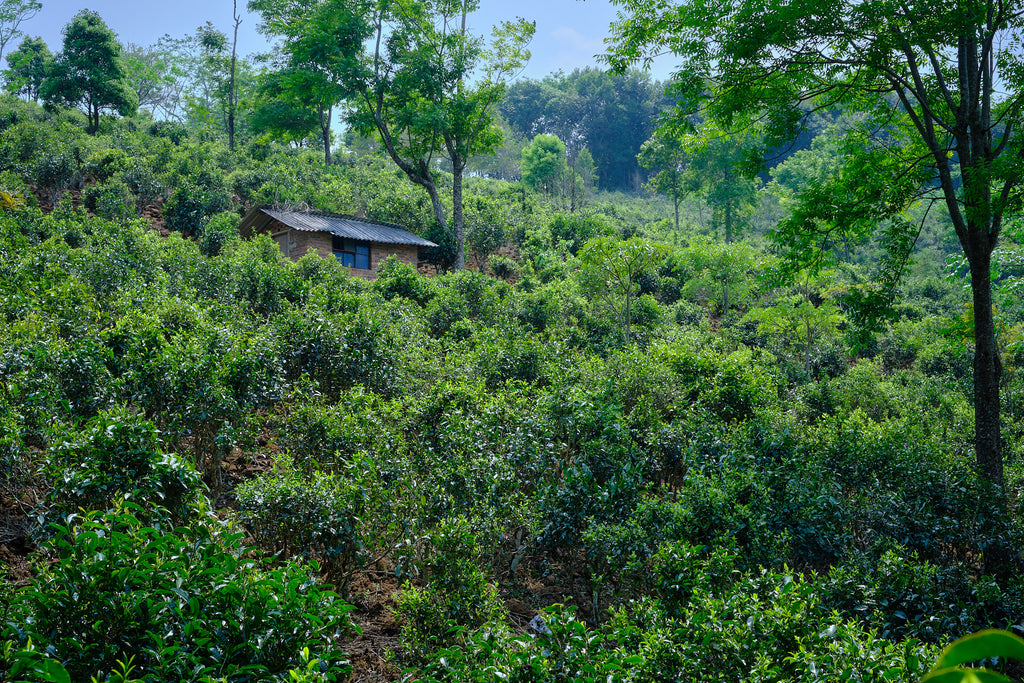 natural tea garden on jingmai mountain