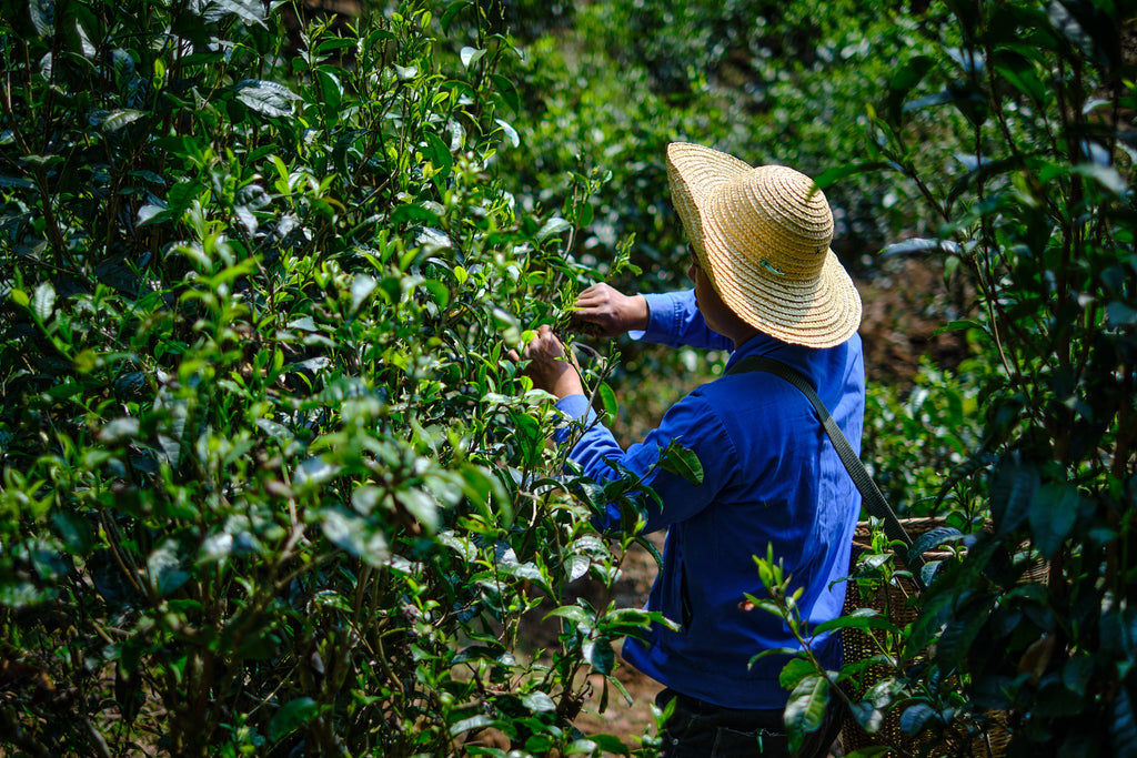 tea picker harvesting in jingmai