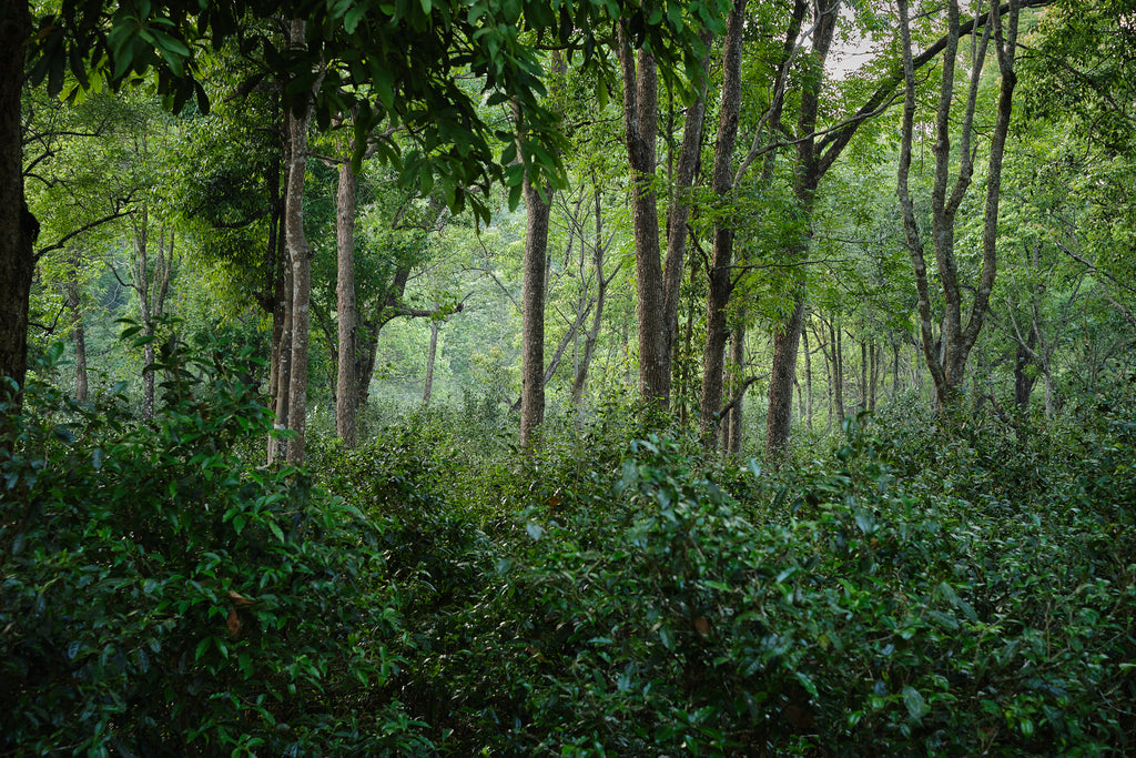 tea forest in da ping zhang