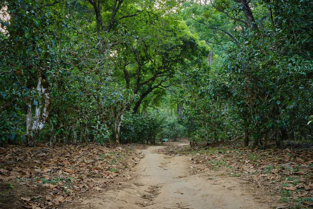 road surrounded by tea trees on da ping zhang