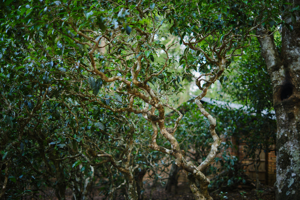 ancient tea tree on jingmai mountain