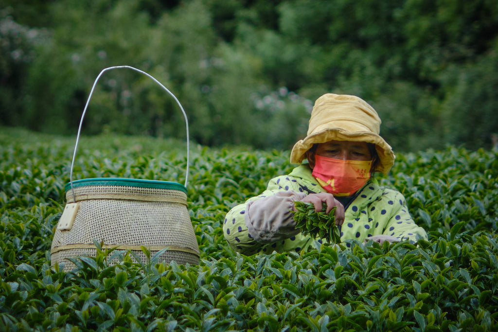 tea picker harvesting oolong tea