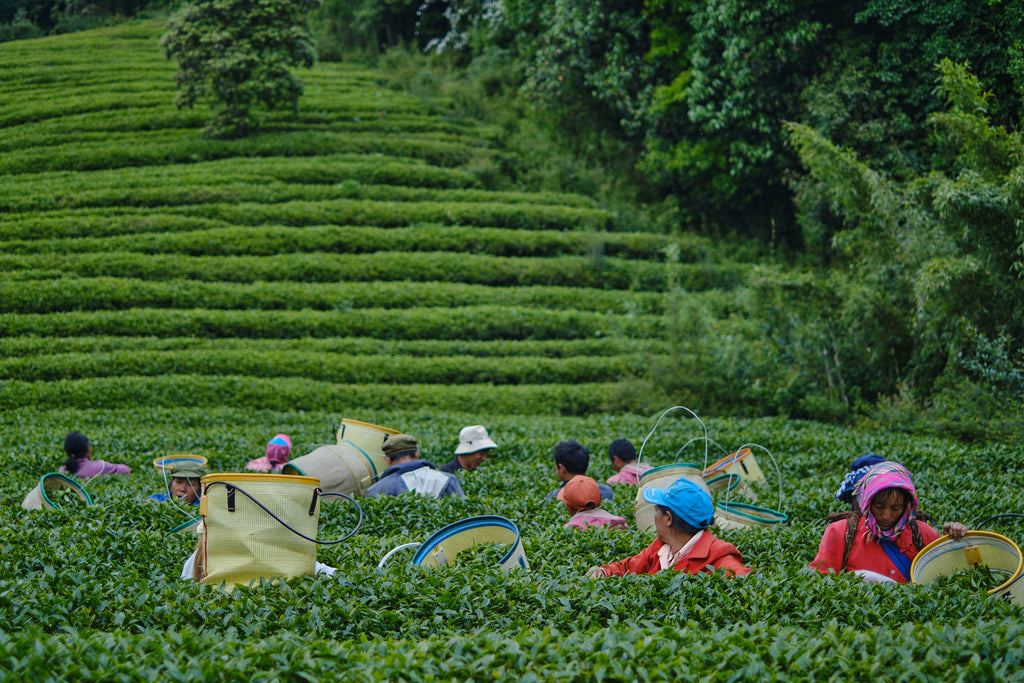 ailao oolong gardens