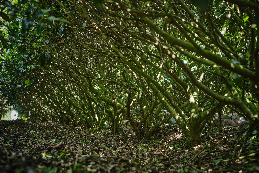 oolong tea bushes