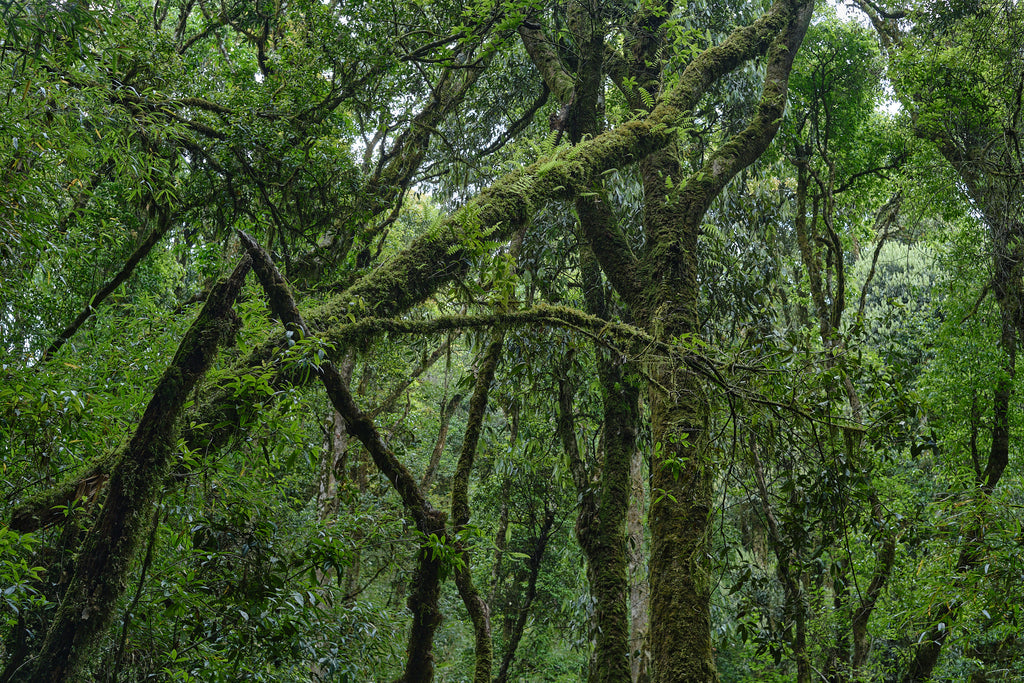 ailao national forest park