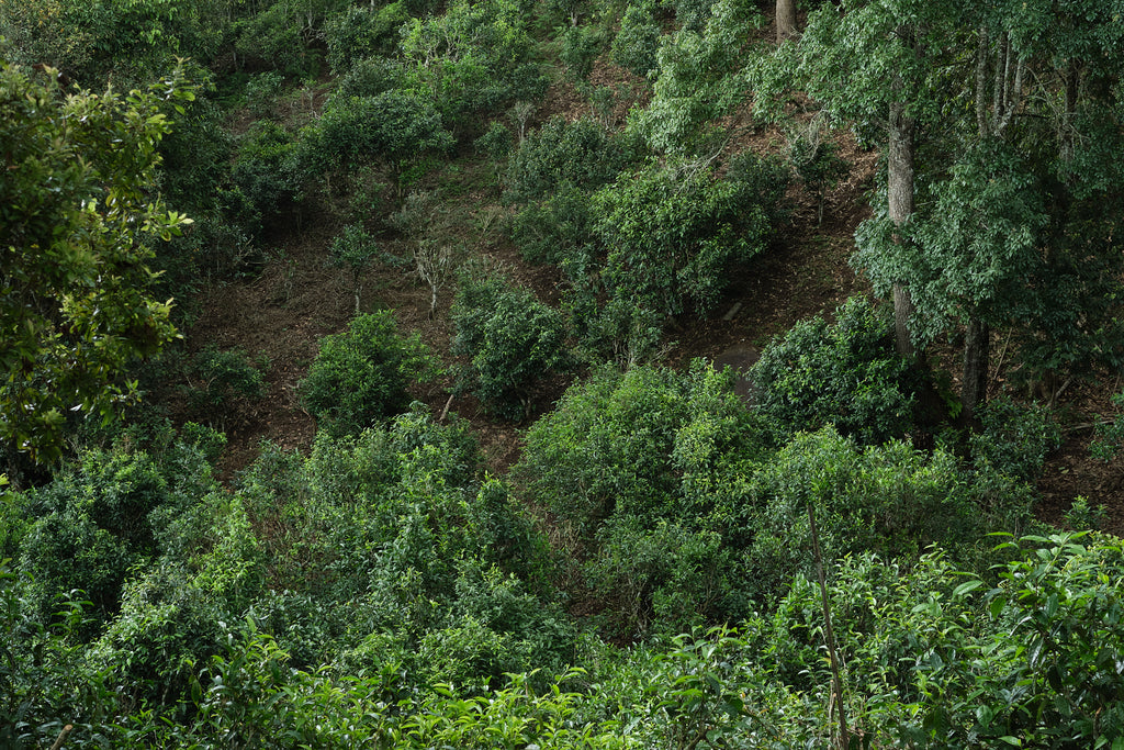 ancient tea gardens in hekai mountain