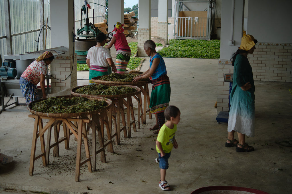 tea factory in hekai mountain yunnan