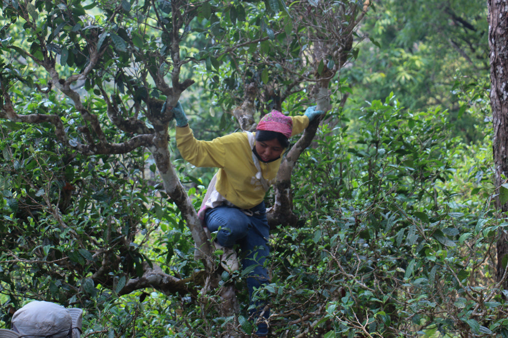 tea picker climbing a tree