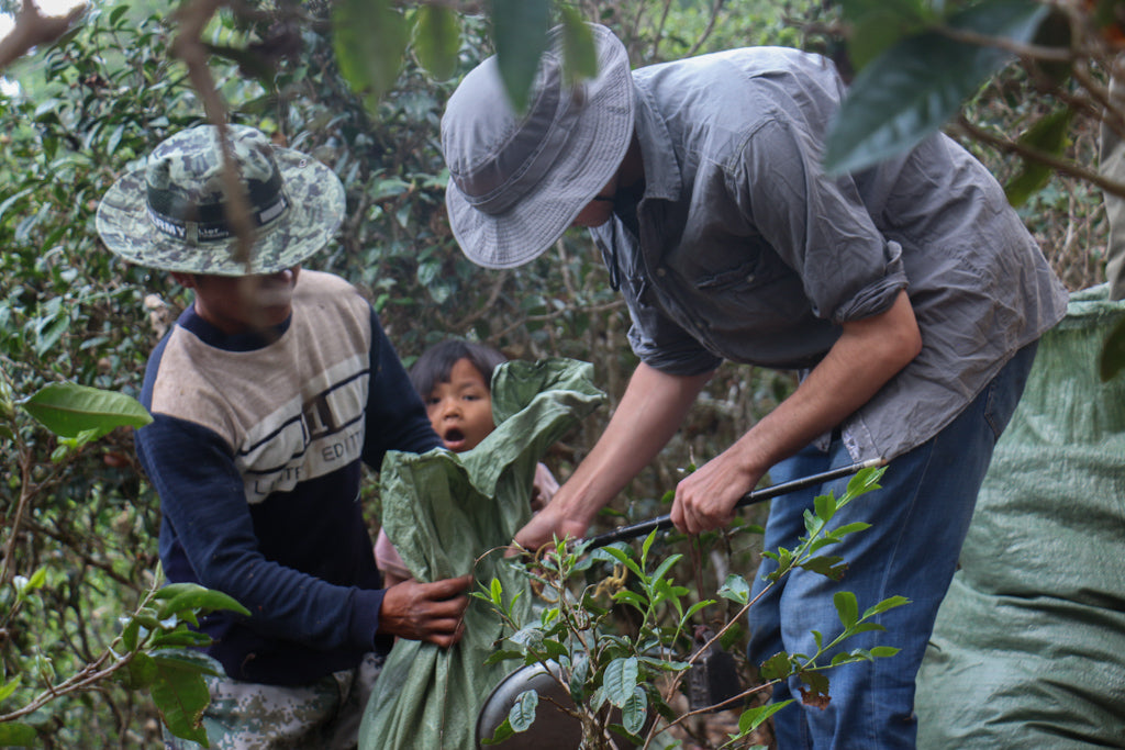 fresh tea leaves collection in the ancient tea gardens of jingmai