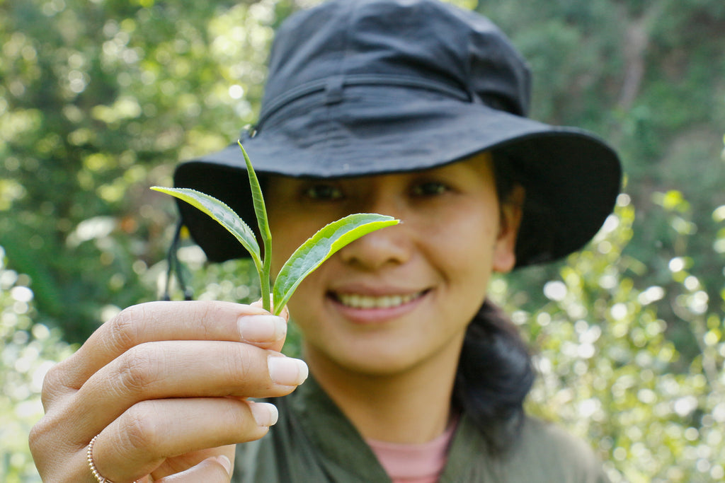 yubai holding a tea leaf