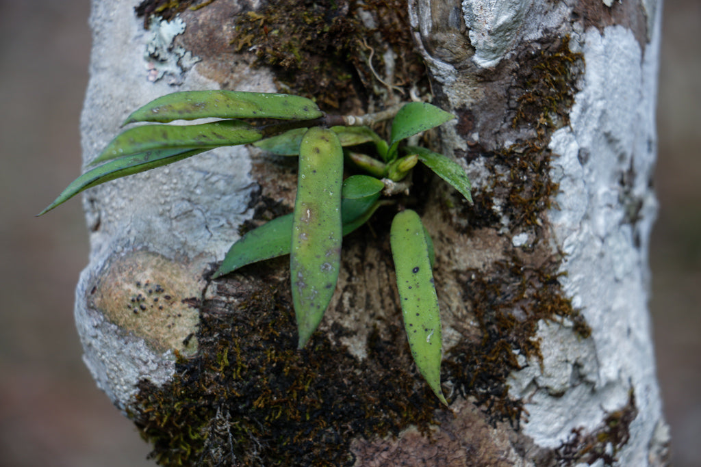 Epiphyte growing on a tea tree