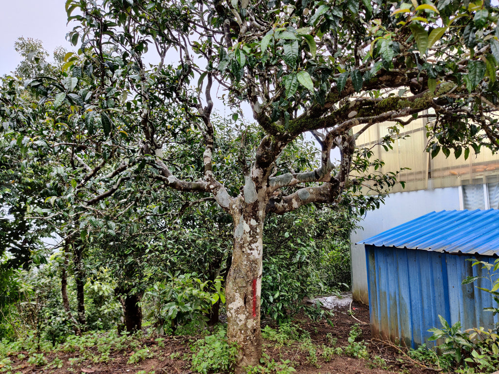 ancient tea tree in pasha