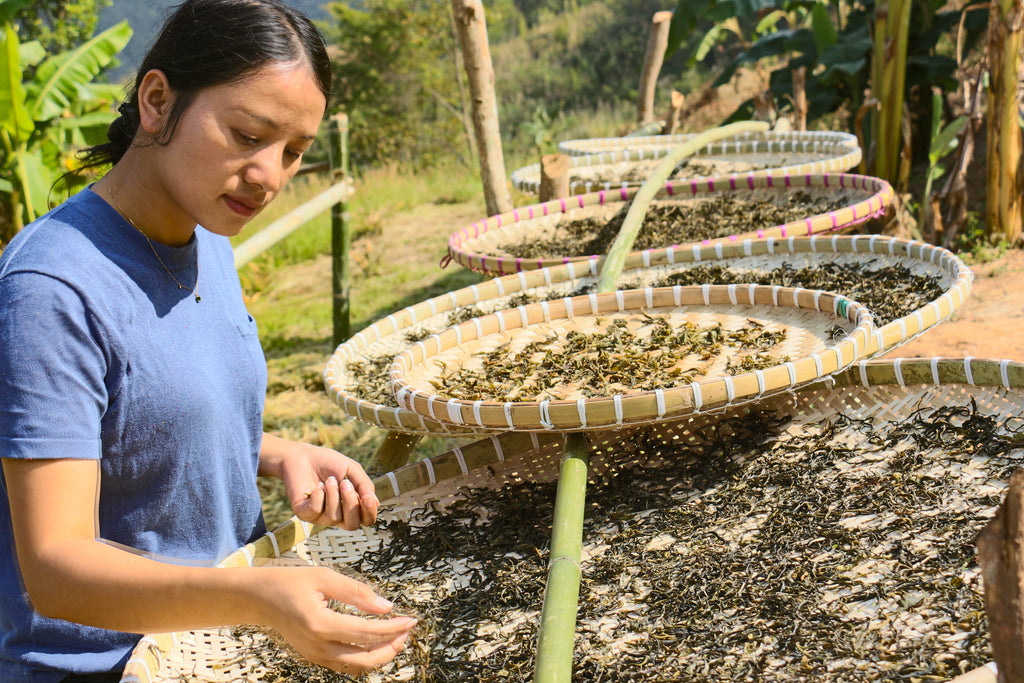 Yubai inspecting drying Pu-erh leaves