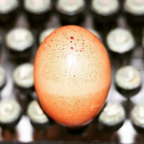 Our #egg Photo Series Continues Featuring An #underwood #typewriter &#brownegg ⚓️⚓️⚓️⚓️⚓️⚓️⚓️ #underwoodtypewriter #underwoodtypewriters #vintagetypewriter #antiquedecor #antiquetypewriter #antiquefarmhouse #vintageshop #vintagelife #vintagedecor #vintageinterior #vintagephoto #pictureofday #pictureoftheday #pictureofthday #picoftheday #pic_of_the_day #maritimevintage #eggcellent #browneggs #eggart #novascotiaart #halifaxlocal #halifaxnoise #halifaxphotographer #halifaxphotography #halifax