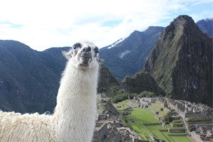 Llama Peru Paul Genyk