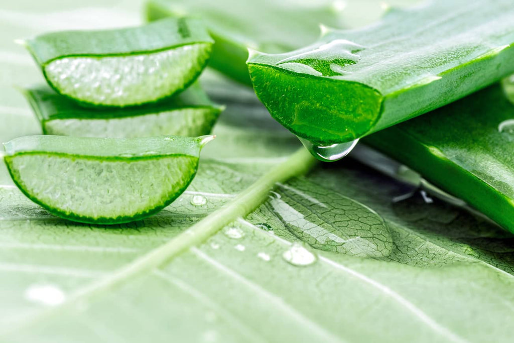 Fresh chopped aloe vera leaves