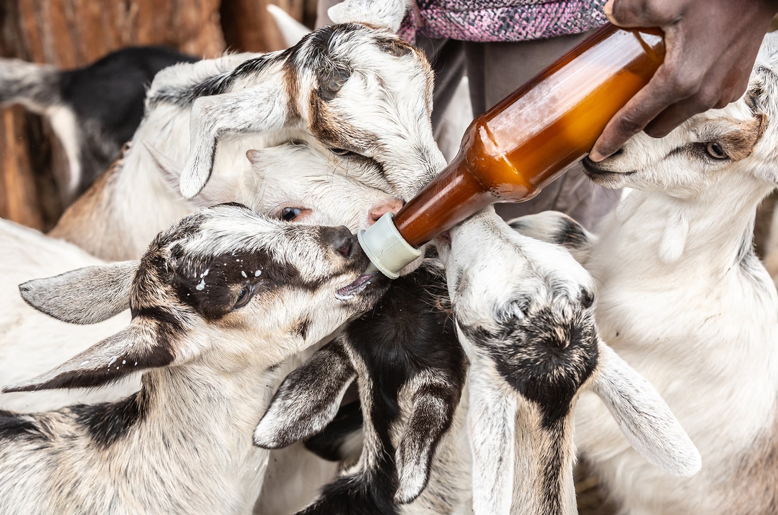 Baby Goats Being Hand Bottlefed