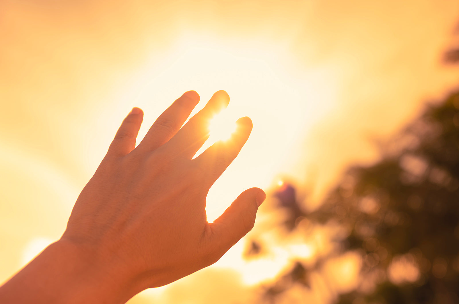 Sunlight Through Fingertips