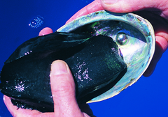 Blue pearl found in the Paua shell