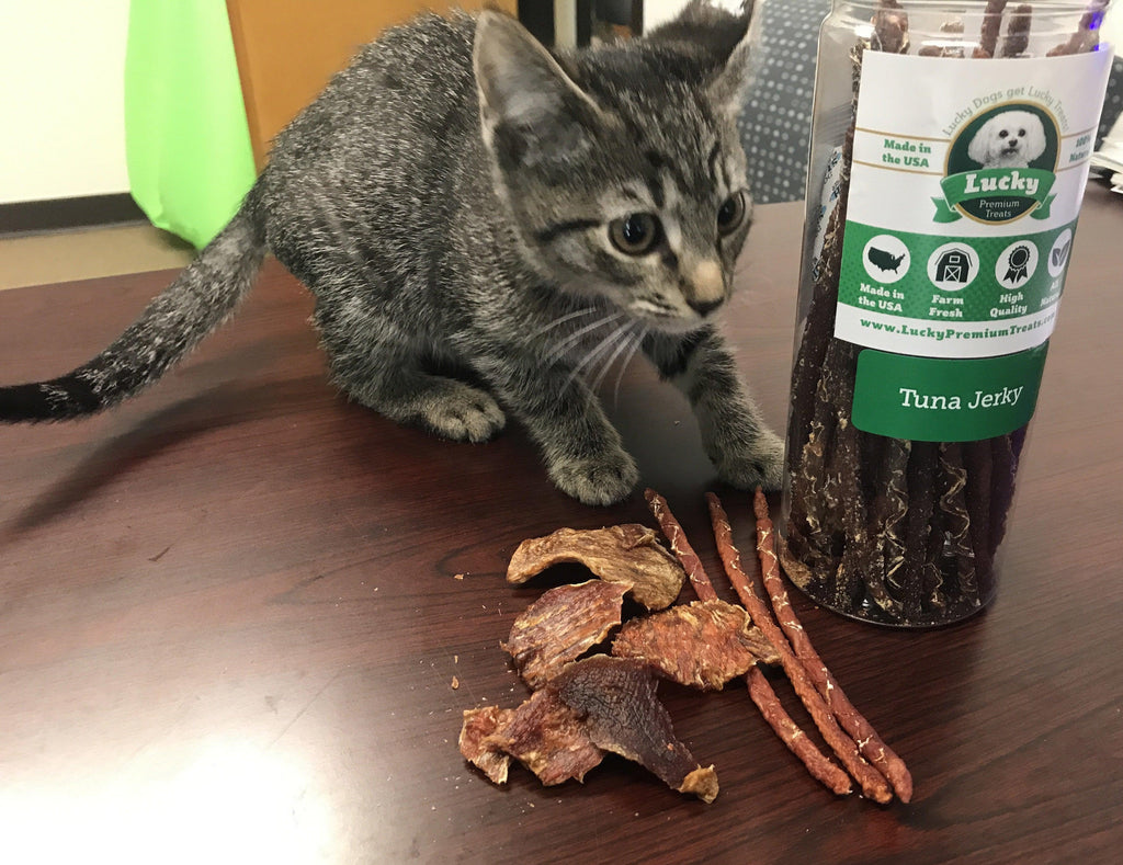 beef jerky for cats