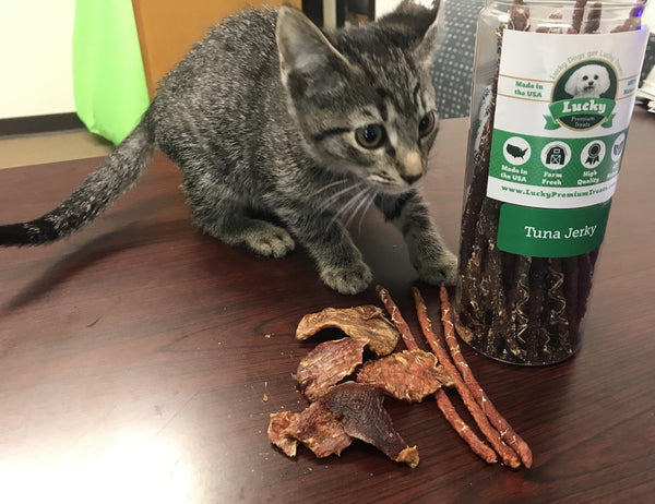 premium cat treats