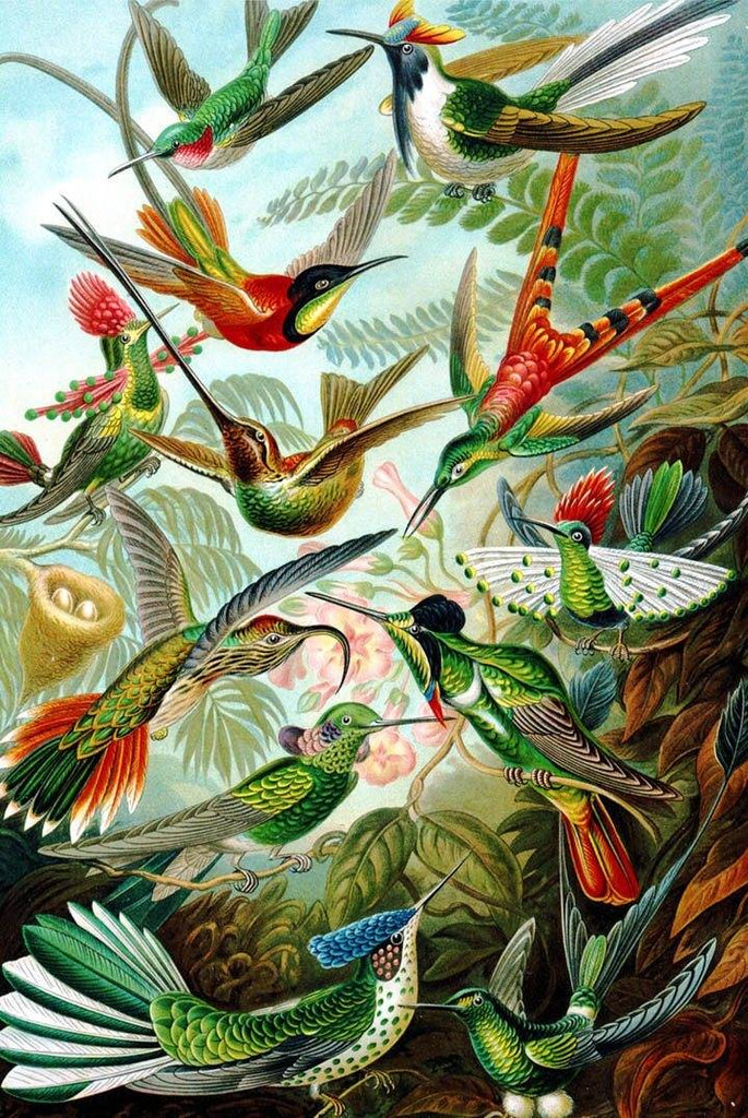 Hummingbirds By Ernst Haeckel Wooden Jigsaw Puzzle For Adults Peaceful Wooden Jigsaw Puzzles