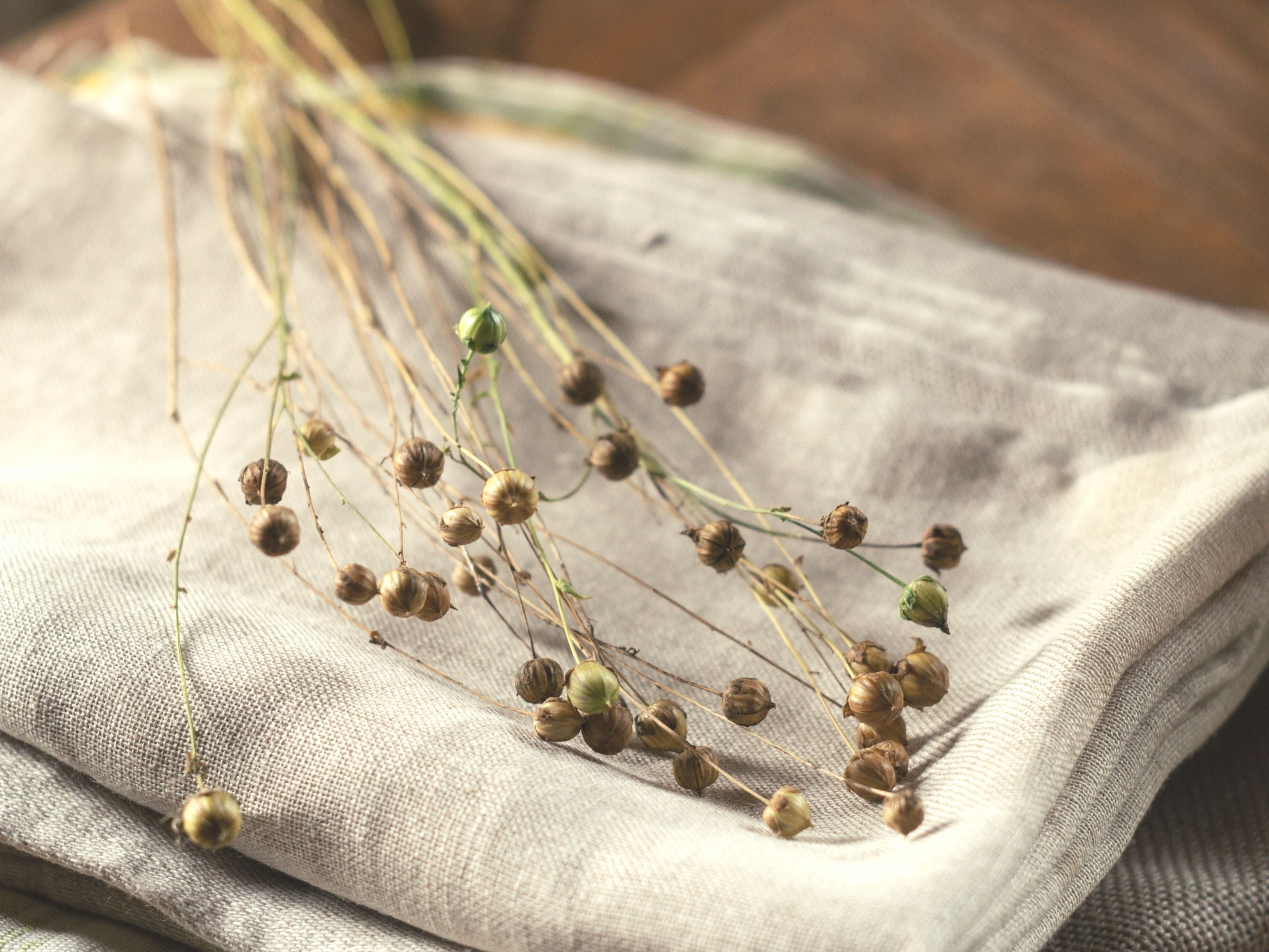 Sample of linen fabric with dried flax plants