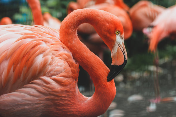 Flamingos