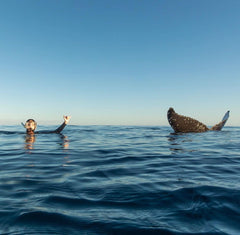 scuba diving the great barrier reef 