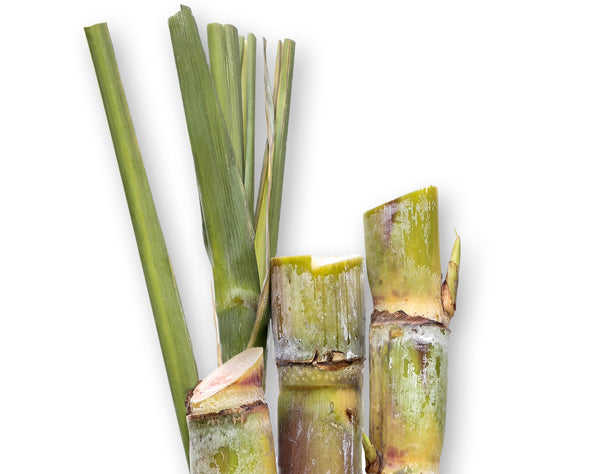 Squalane derived from Sugarcane