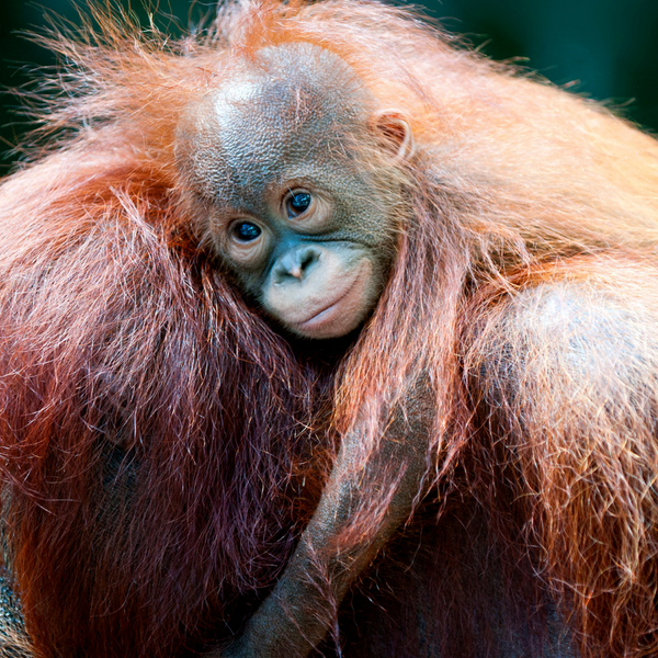 Orangutan Foundation
