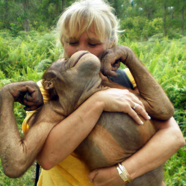Kobe Steele Orangutan Foundation International Australia