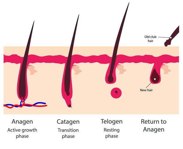 hair growth phase