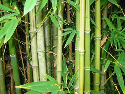 bamboo for eczema