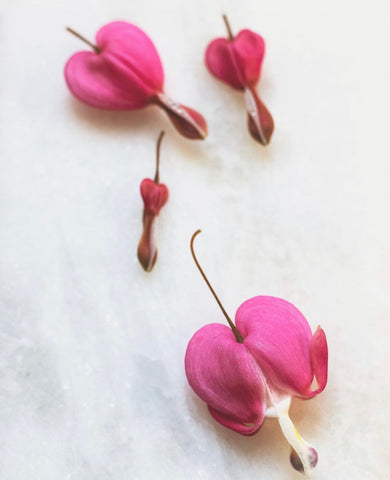 Bleeding Heart Flowers