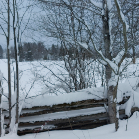 trees and fences