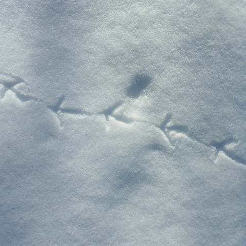 tracks outdoors everyday