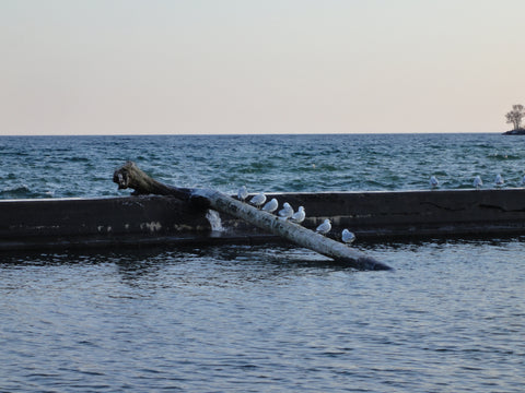 gulls on a log